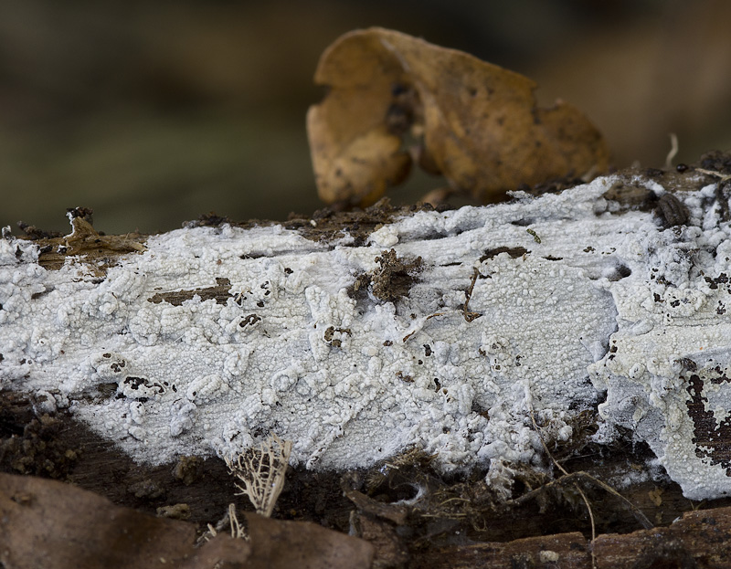 Hyphoderma obtusum